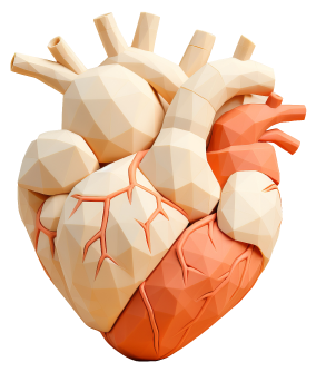 循環器-心臓の代表的な病気